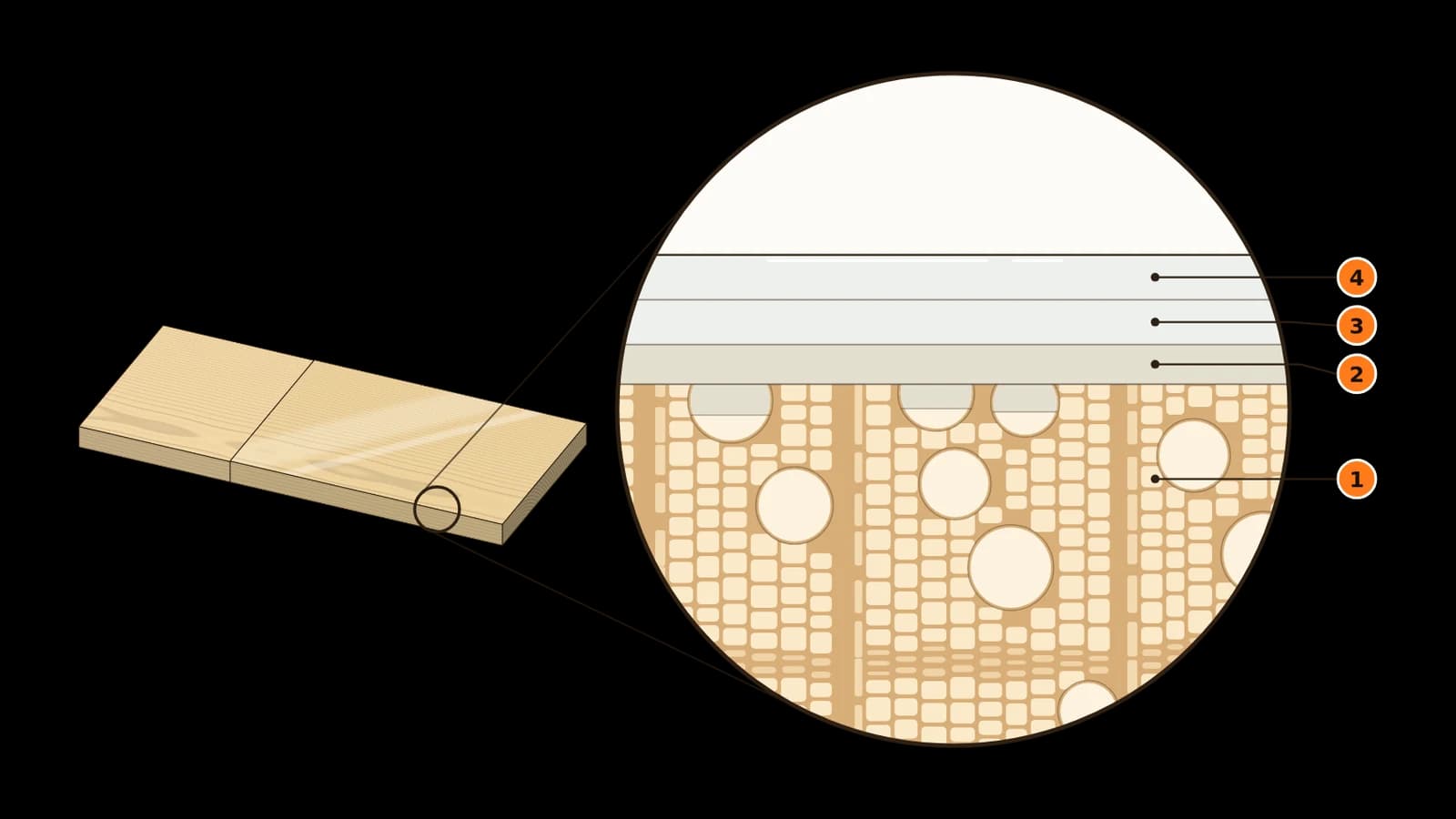 Musterbrett mit Wasserlack und vergrößerter Querschnitt: Holzzellen, Grundierung und zwei Lackschichten